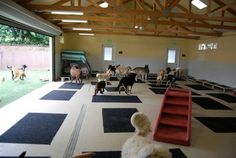 a group of dogs standing in a room with black and white checkered flooring