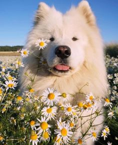 a large white dog sitting in a field of daisies