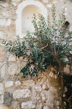 an olive tree in front of a stone wall with a small window on the side