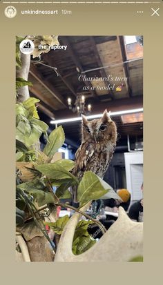 an owl sitting on top of a tree branch in a room with lots of plants