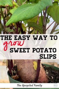 the easy way to grow sweet potato slips in your garden is with this simple trick