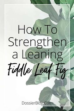 a fiddle leaf plant with the words how to strengthen a leaning fiddle leaf fig