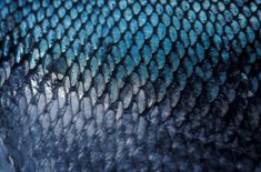 close up view of the skin of a fish's head with blue and black colors