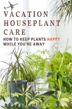 Tips for keeping your houseplants happy while you're away for a week or two. Watering Plants While On Vacation, Diy Plant Decor, Keeping Plants Alive, Watering Bulbs, Indoor Plants Styling, Watering Plants, Indoor Plant Care