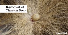 a close up of a dog's hair with the words removal of ticks on dogs