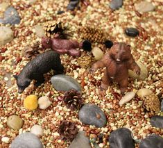 several different types of animals and rocks on the ground with pine cones, nuts, and seeds