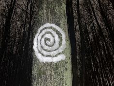 a tree that has some kind of spiral on it