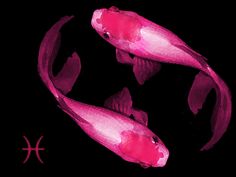 two pink fish are swimming in the dark water with their tails curled up and facing each other