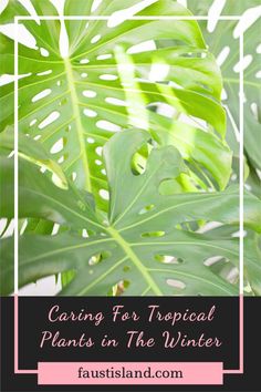 green leaves with the words caring for tropical plants in the winter