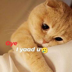 an orange cat laying on top of a white sheet with the caption oye yaad u