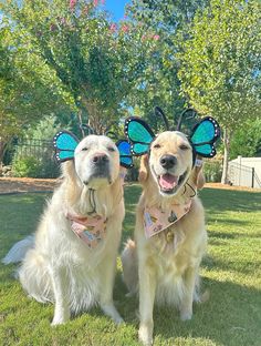 two dogs with butterfly wings on their heads sitting in the grass together and looking at the camera