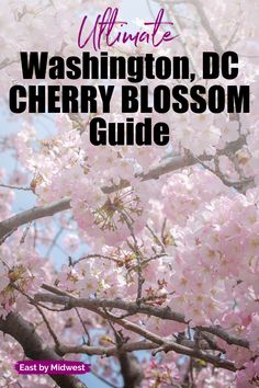 the washington, dc cherry blossom guide is featured in this image with pink flowers and blue sky