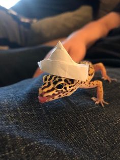 a small gecko with a paper hat on its head sitting on someone's lap