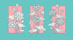 three flowers on pink and blue background with the words lotus written in white letters, surrounded by