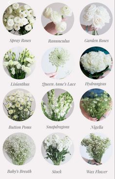 the different types of flowers are shown in this image, including white roses and baby's breath