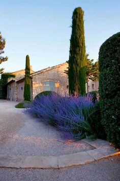 lavender plants in front of an old stone house