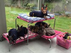 three dogs laying on their beds in the back yard, one is wearing a t - shirt