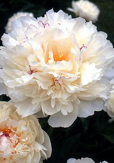 some white flowers are blooming in the garden