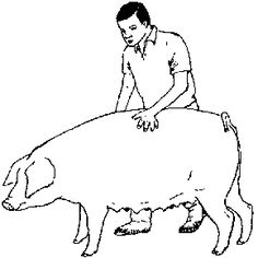 a man riding on the back of a pig