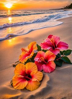 some pink and yellow flowers on the sand by the ocean at sunset or sunrise time