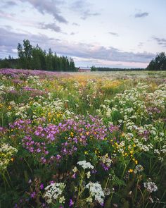 a field full of wildflowers and other flowers under a cloudy sky with trees in the background