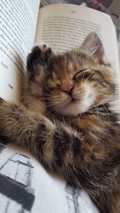 a cat sleeping on top of an open book with it's head resting on its paws