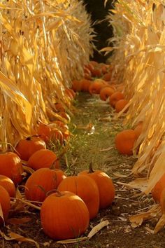 many pumpkins are sitting in the middle of a corn field