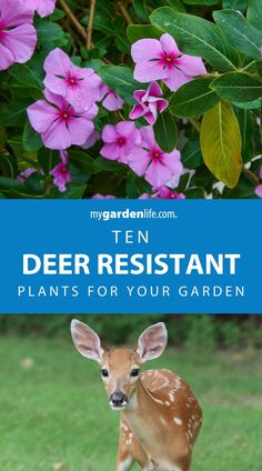 deer resistant plants for your garden