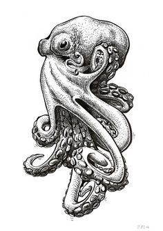 an ink drawing of an octopus with its tentacles curled up and eyes open, in black and white