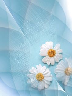 three white daisies on a blue background with music notes in the backround