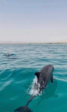 two dolphins swimming in the water near each other