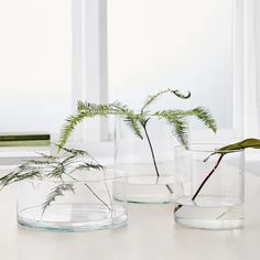 three glass vases with plants in them on a table