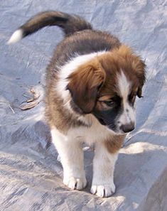 a brown and white puppy standing on top of a blanket