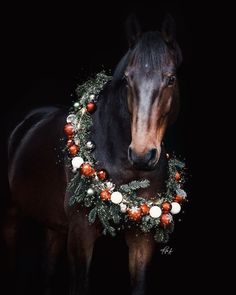 a brown horse wearing a christmas wreath around its neck in the dark with black background