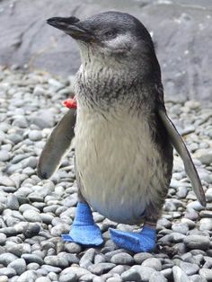 a penguin is standing on some rocks with the caption happy feet, happy life