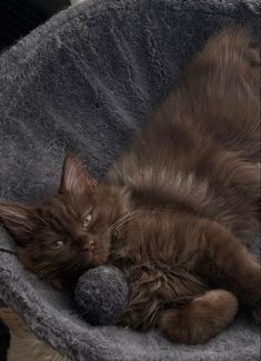 a brown cat is laying in a gray bed