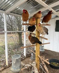 there are many birds that are on the perches in this coop, and one is eating food