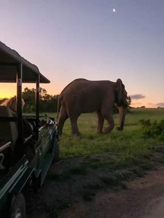 an elephant walking across a lush green field next to a vehicle on a dirt road