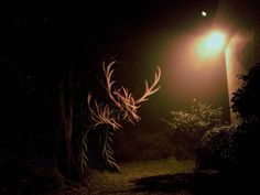 a street light shines brightly on a dark night in the park with trees and bushes