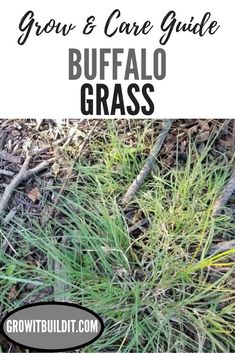 some grass with the words grow and care guide buffalo grass on it in front of an image