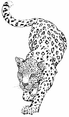 a black and white drawing of a leopard