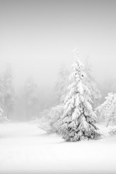 snow covered pine trees in the middle of winter