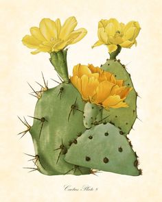 an illustration of a cactus with yellow flowers