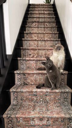 two cats are sitting on the stairs next to each other