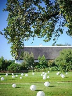 some white balls are in the grass near a tree