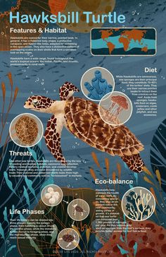 a poster with different types of sea animals and their names in english, spanish, and french