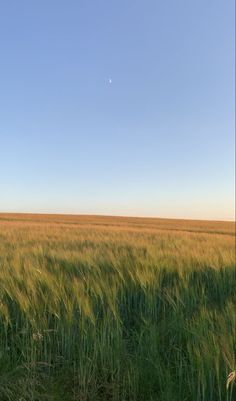 an open field with tall grass under a bright blue sky and the moon in the distance