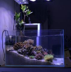 an aquarium with plants and rocks in it