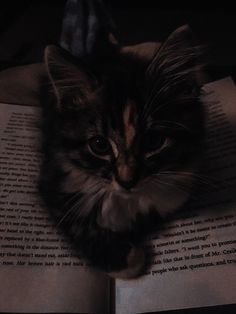 a cat laying on top of an open book