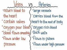 the differences between heart and blood vessels